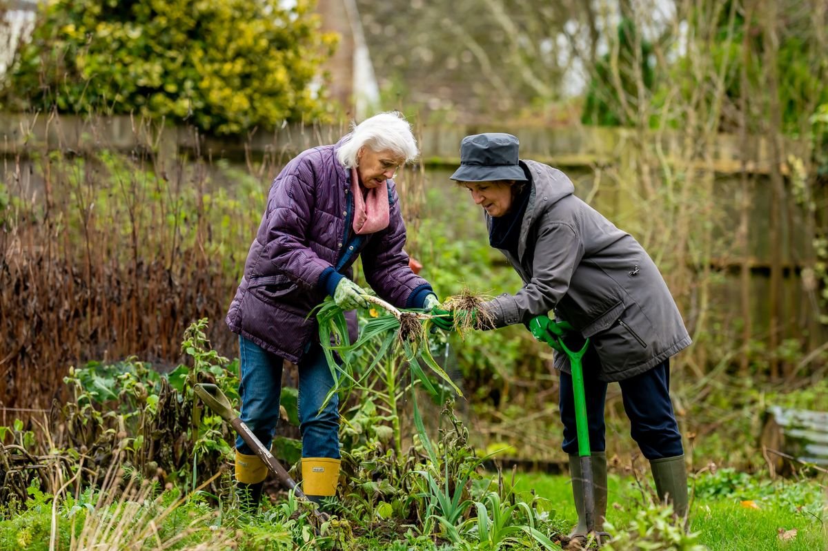 Two older adults gardening together outdoors